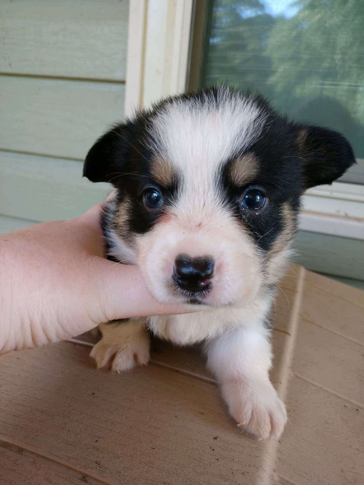 Poodle Puppies breeder image 22