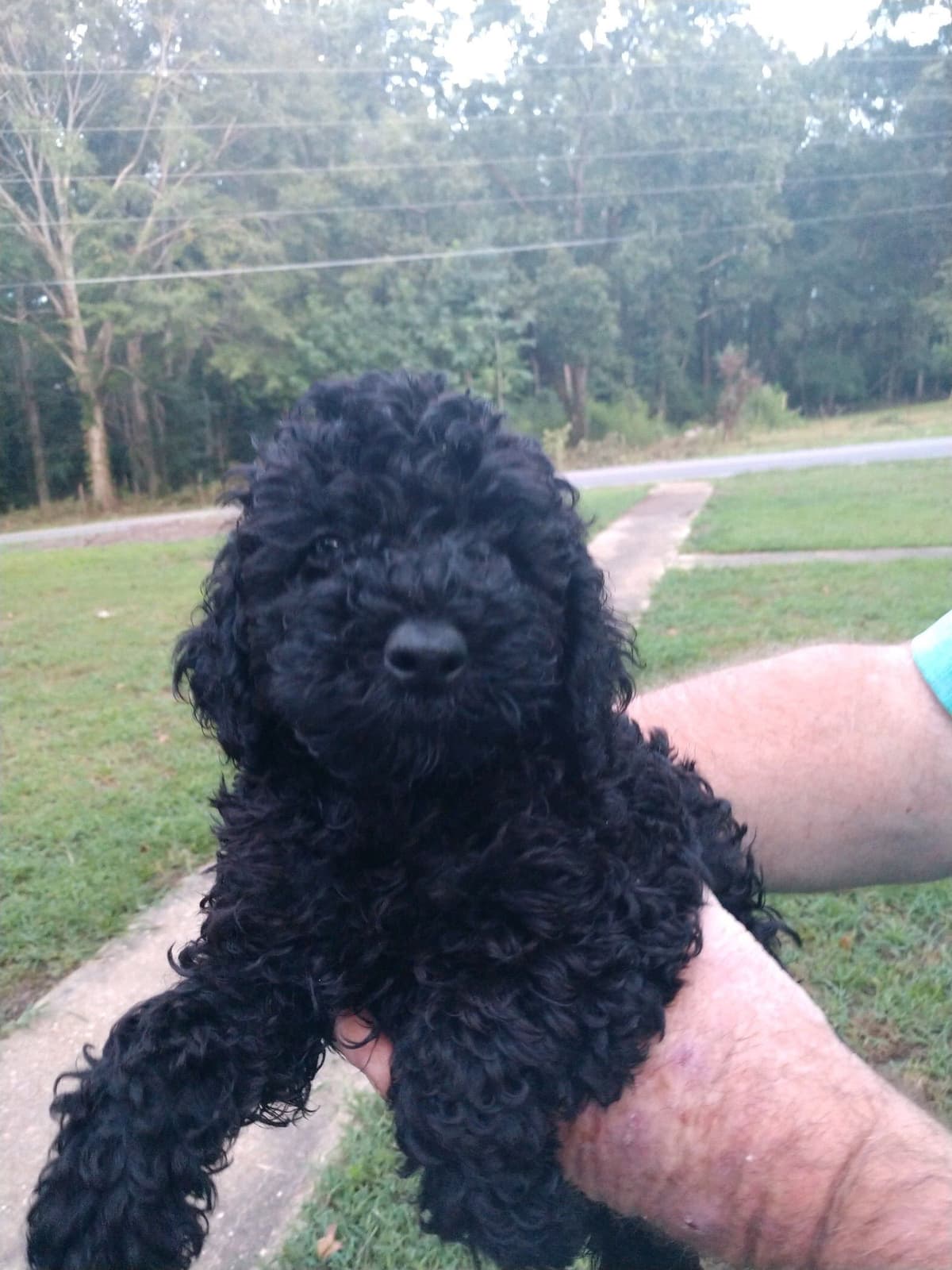 Poodle Puppies breeder image 23