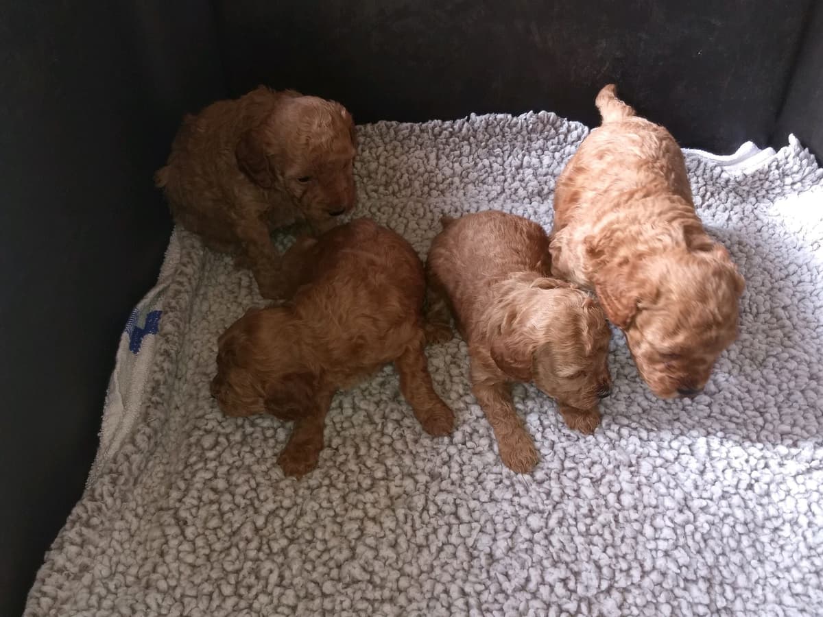 Poodle Puppies breeder image 24