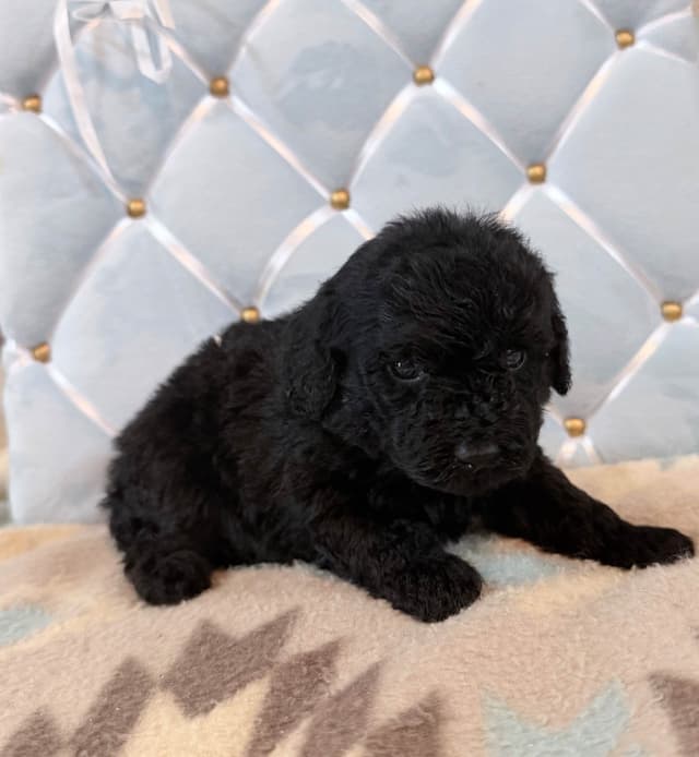 Poodle Puppies media 2