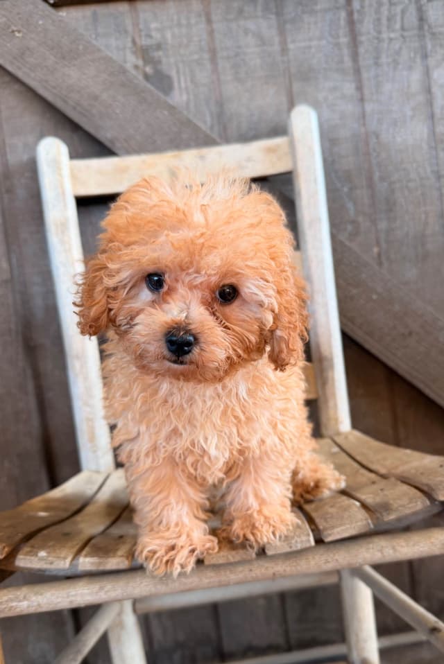 Poodle Puppies media 2