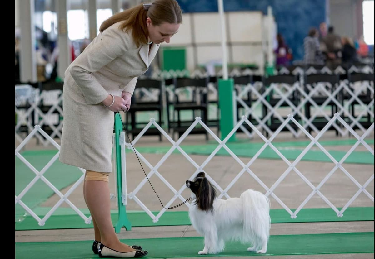 Papillon Puppies breeder image 1