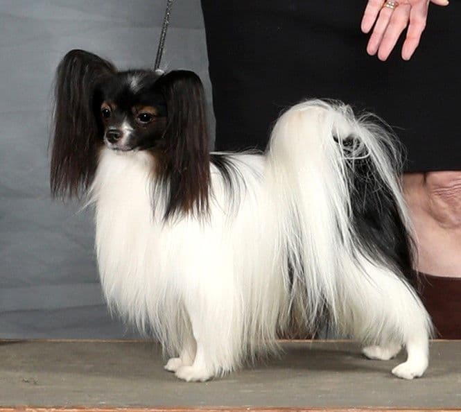 Papillon Puppies breeder image 4