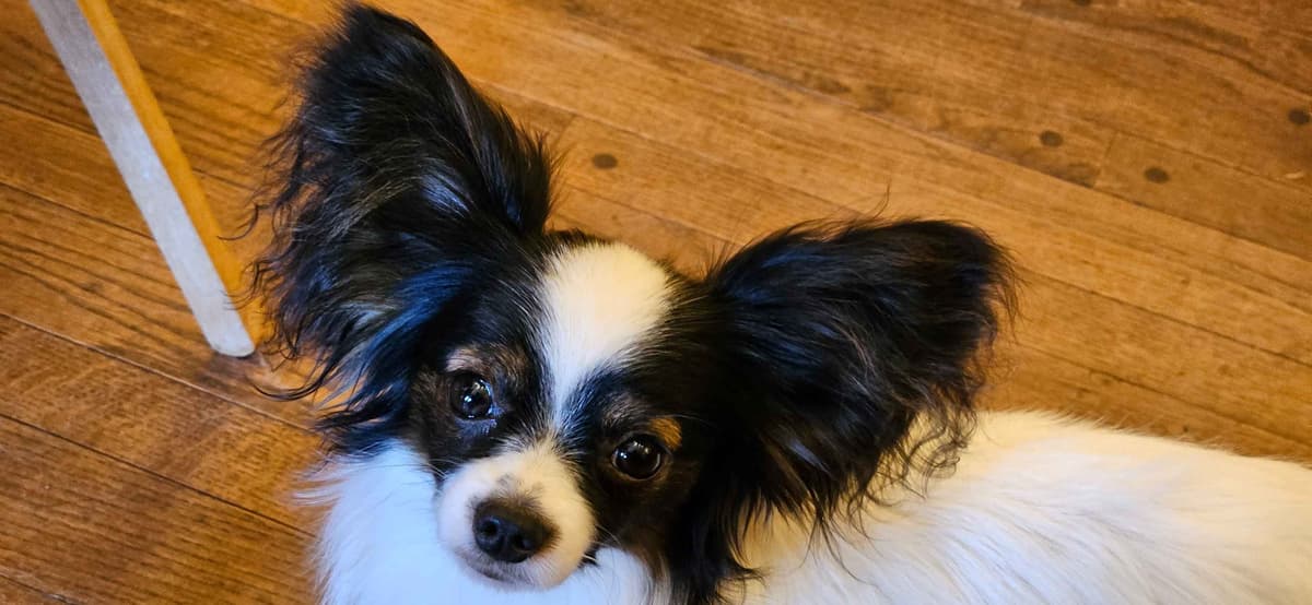 Papillon Puppies breeder image 5