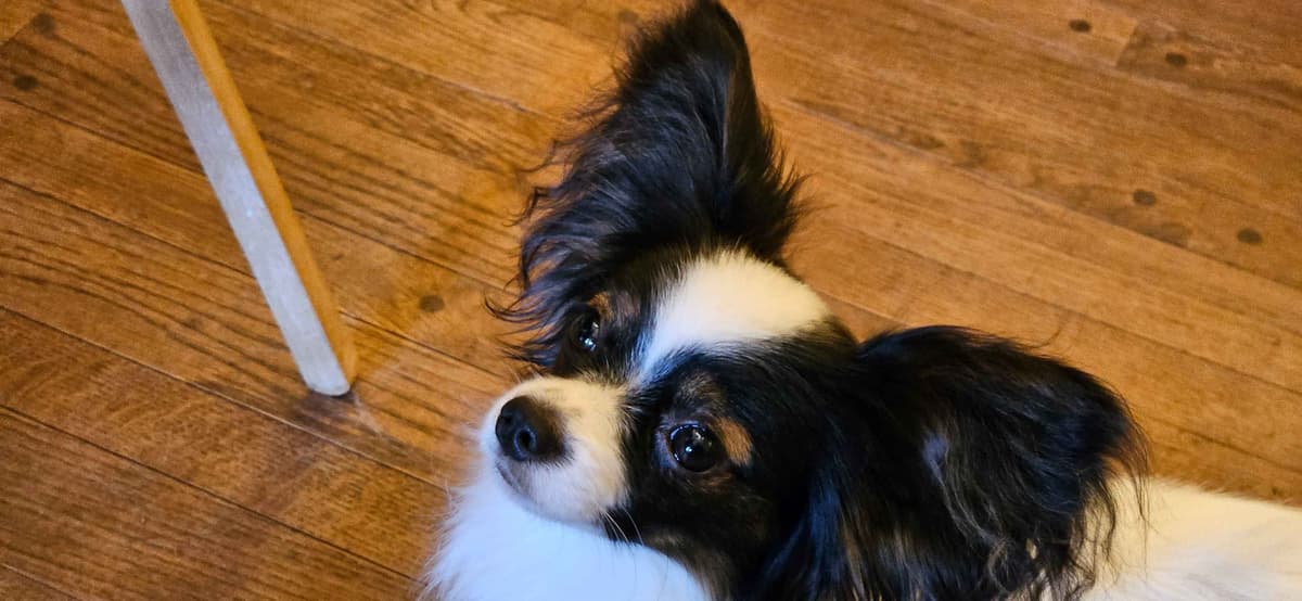 Papillon Puppies breeder image 6