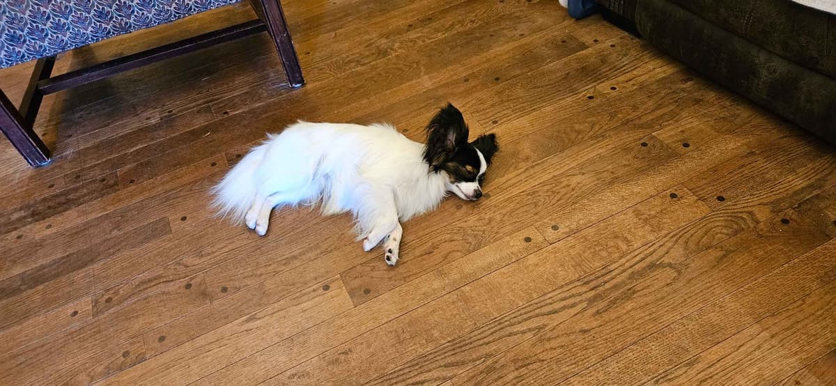 Papillon Puppies breeder image 7