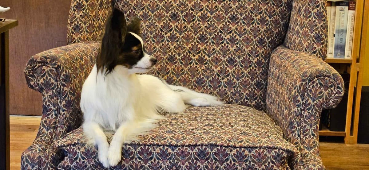 Papillon Puppies breeder image 9
