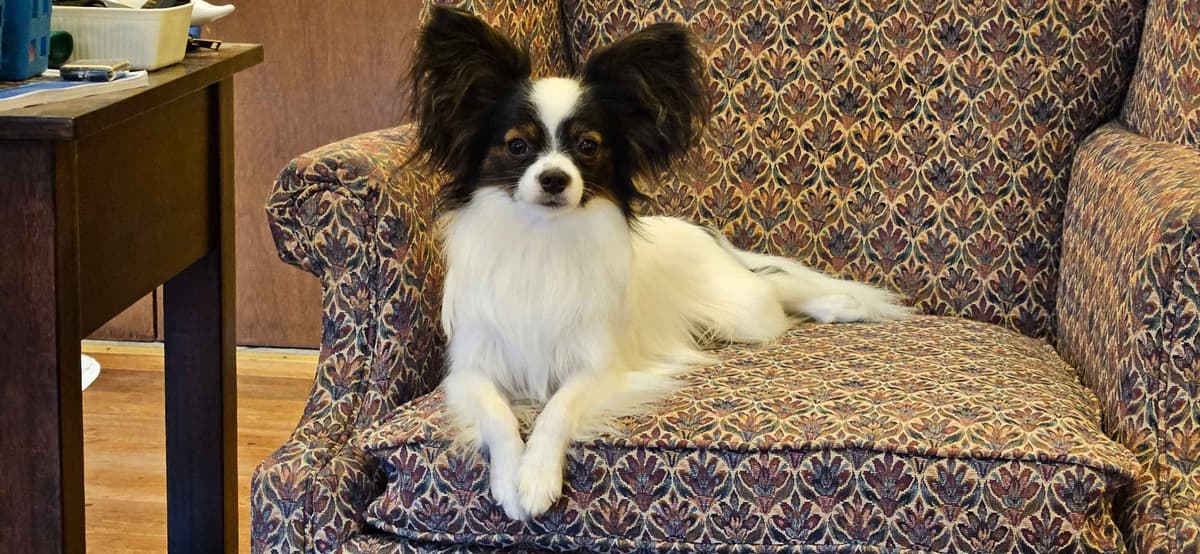 Papillon Puppies breeder image 8