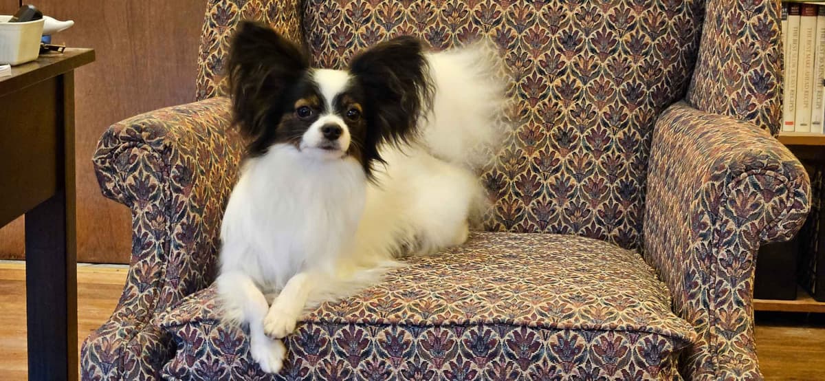 Papillon Puppies breeder image 10
