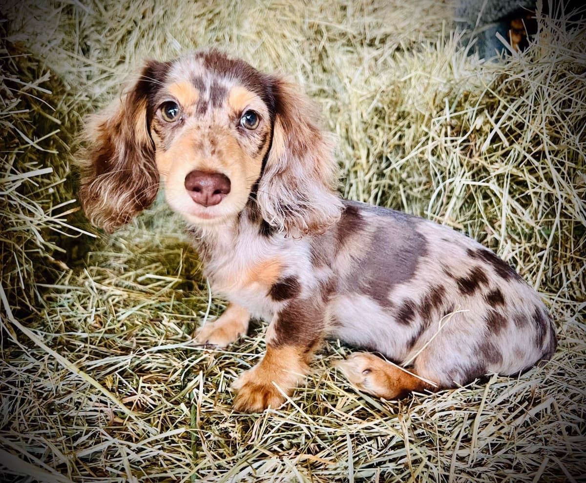 Dachshund Puppies breeder image 1