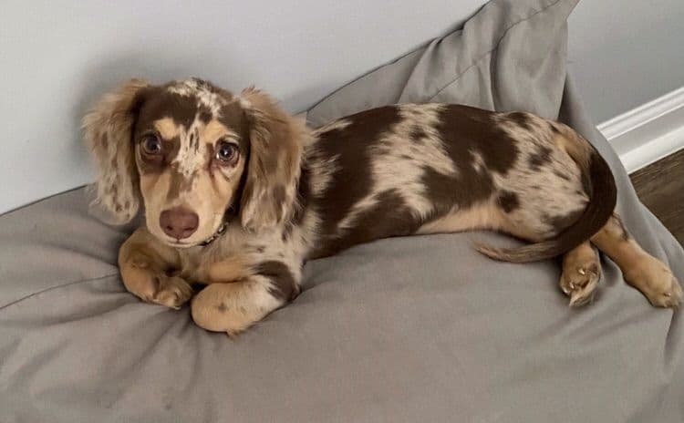 Dachshund Puppies breeder image 5