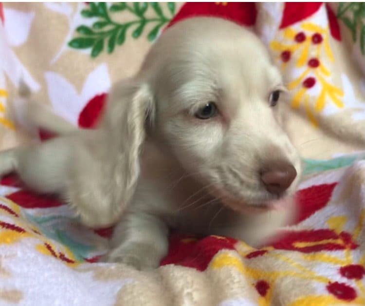 Dachshund Puppies breeder image 10