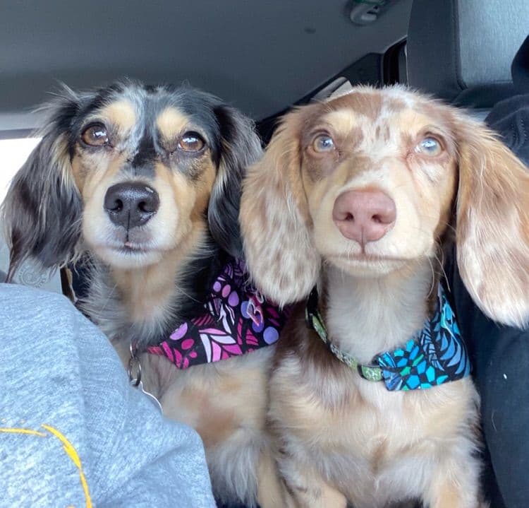 Dachshund Puppies breeder image 8