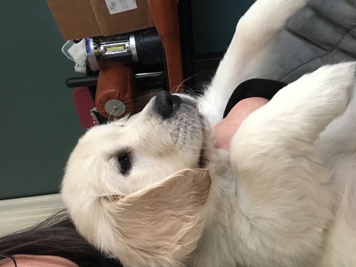Golden Retriever Puppies breeder image 2
