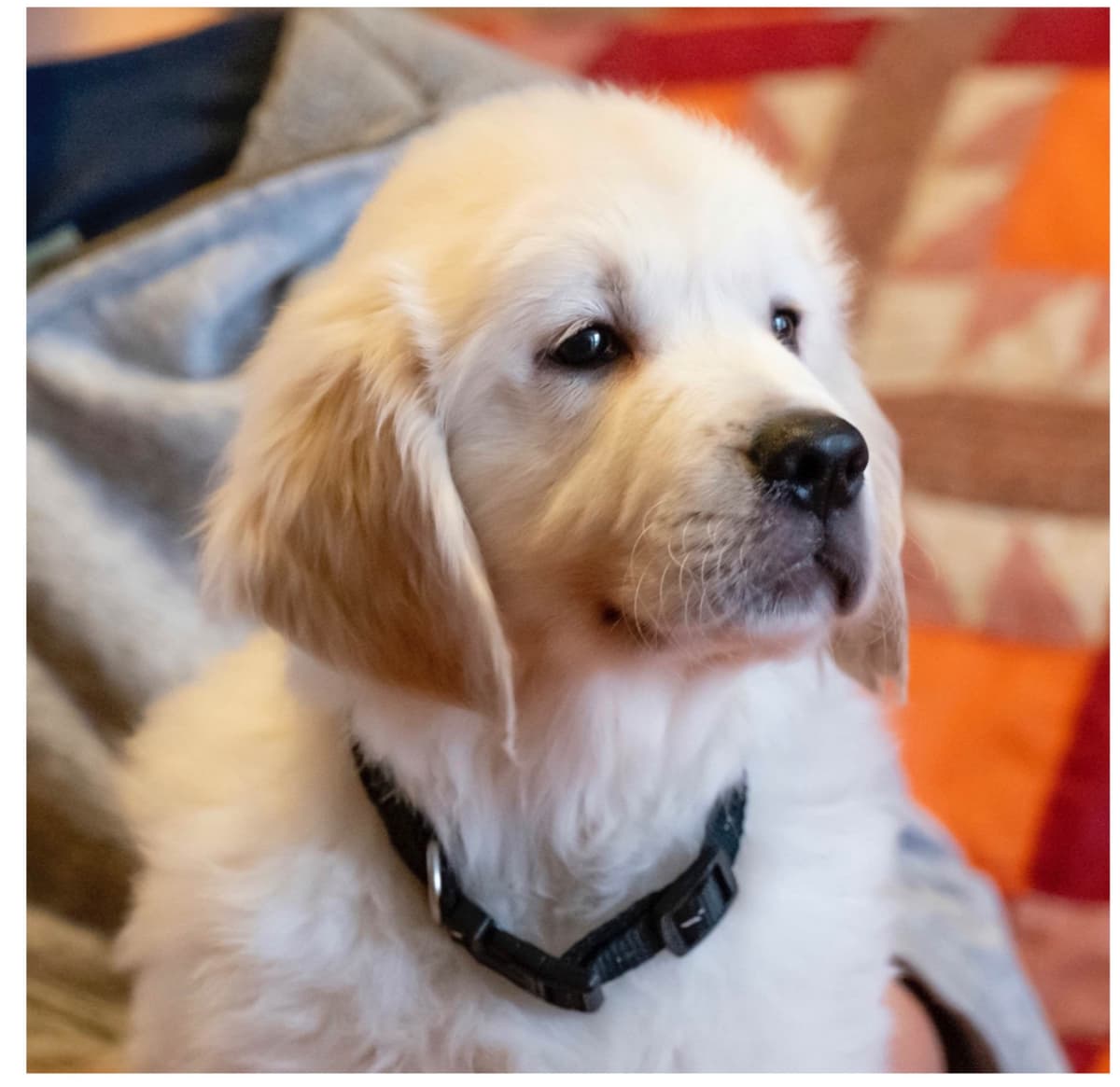Golden Retriever Puppies breeder image 4