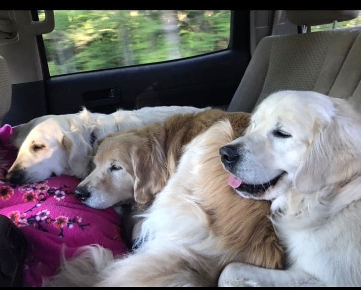Golden Retriever Puppies breeder image 6