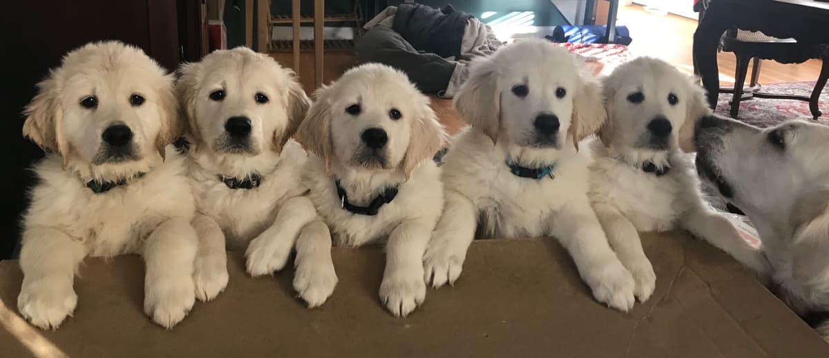 Golden Retriever Puppies breeder image 8