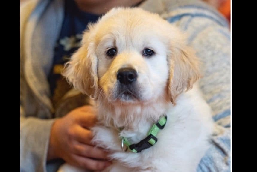 Golden Retriever Puppies breeder image 9