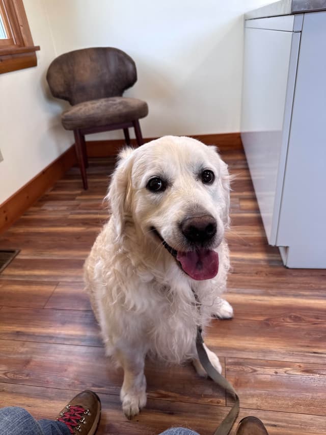 Golden Retriever Puppies media 15