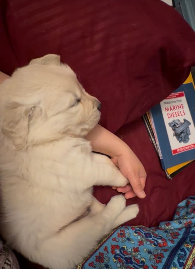 Golden Retriever Puppies media 10