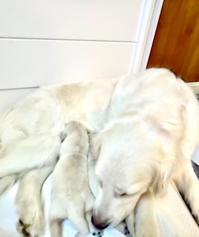 Golden Retriever Puppies media 14