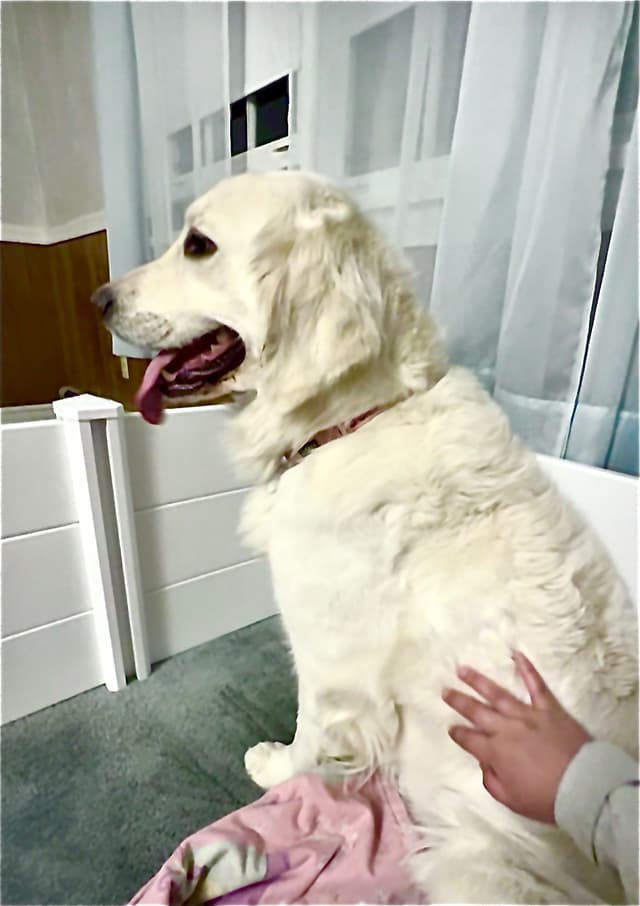 Golden Retriever Puppies media 16