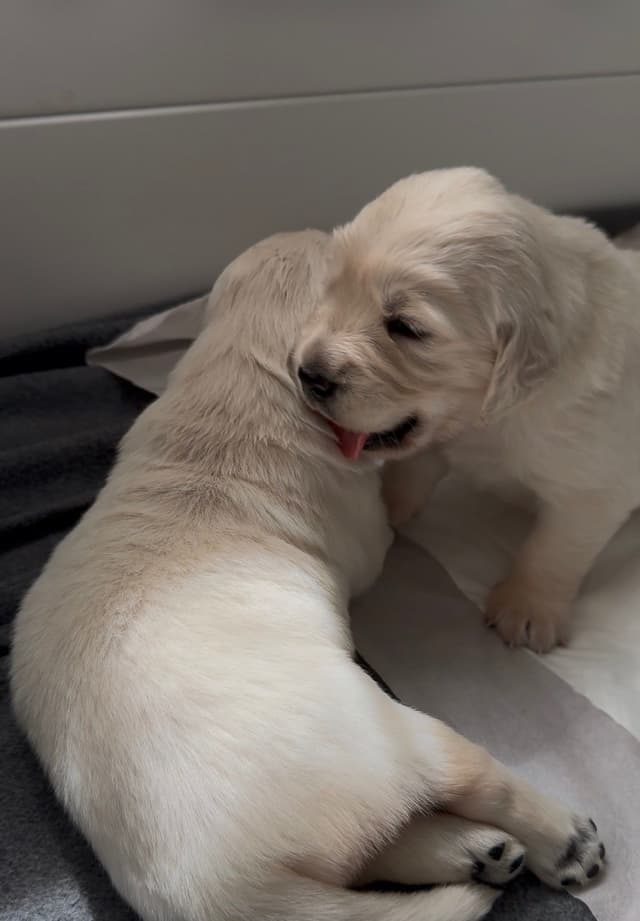Golden Retriever Puppies media 12