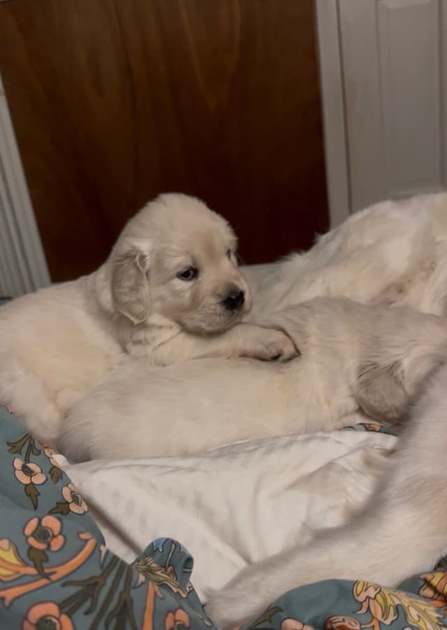Golden Retriever Puppies media 11