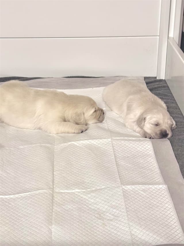Golden Retriever Puppies media 13