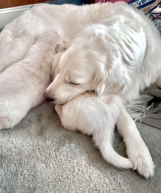 Golden Retriever Puppies media 9