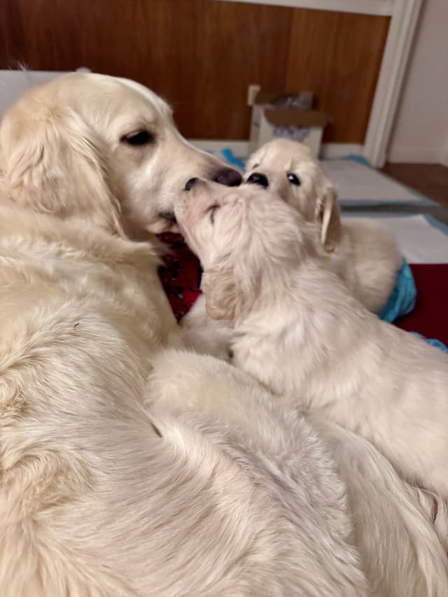 Golden Retriever Puppies media 17