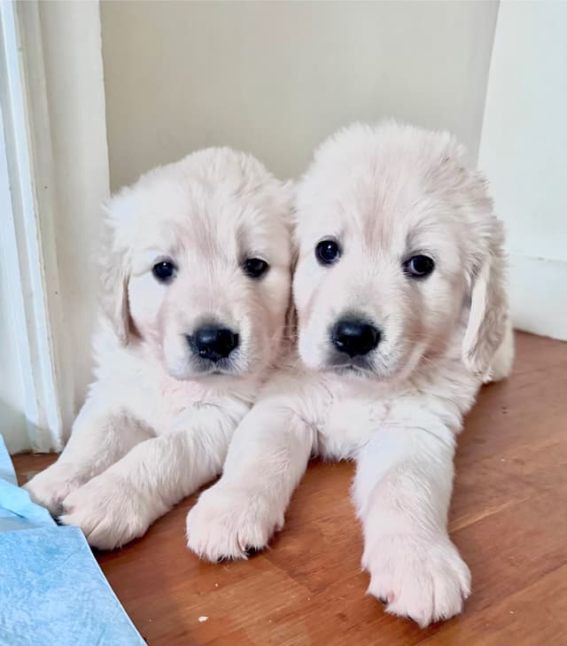 Golden Retriever Puppies media 7