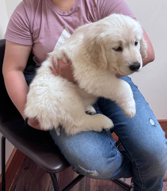 Golden Retriever Puppies media 2