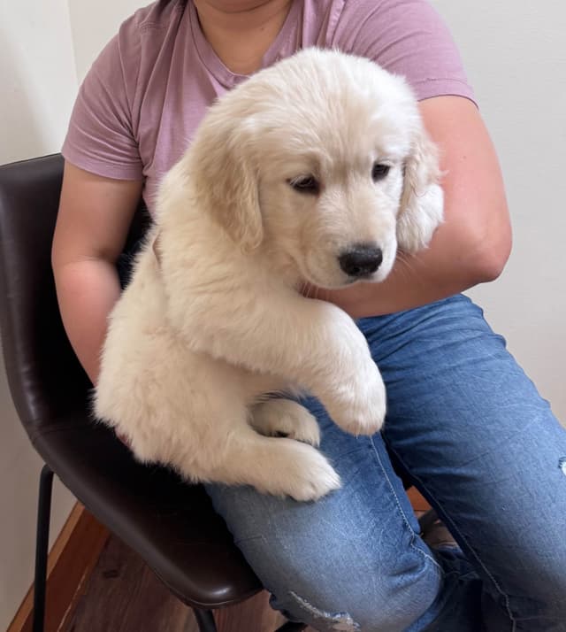 Golden Retriever Puppies media 3