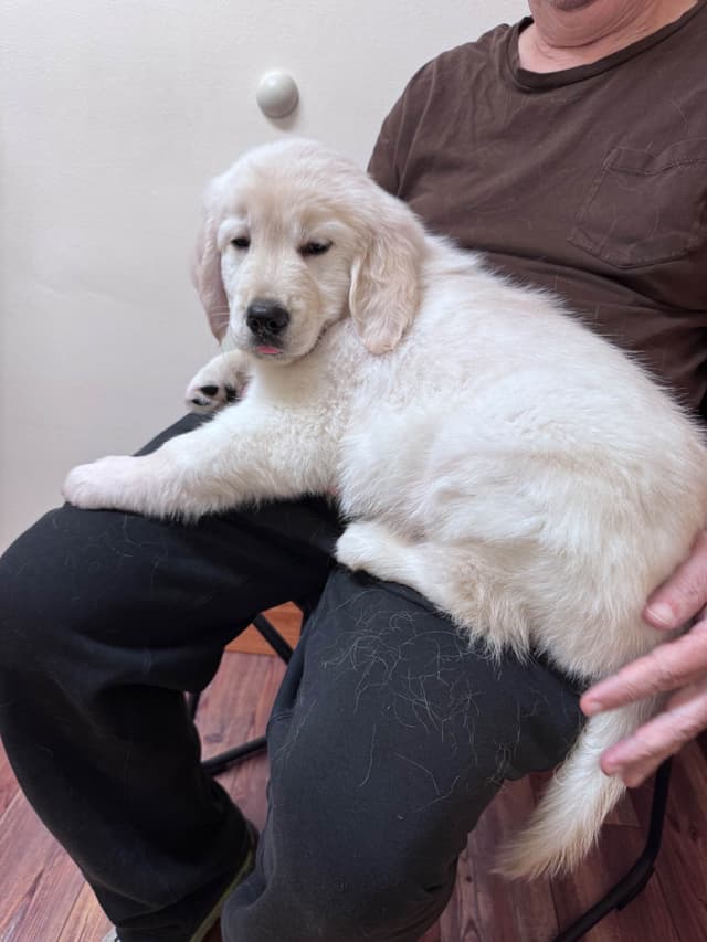 Golden Retriever Puppies media 6