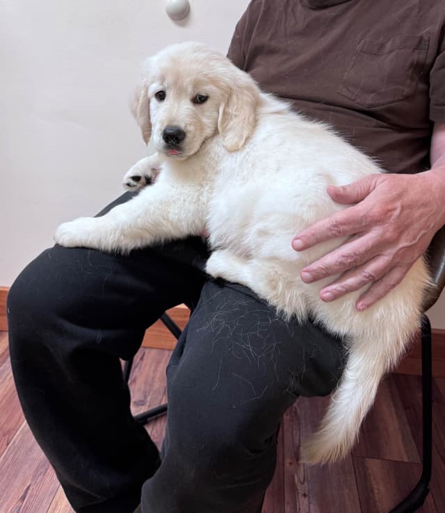Golden Retriever Puppies media 5