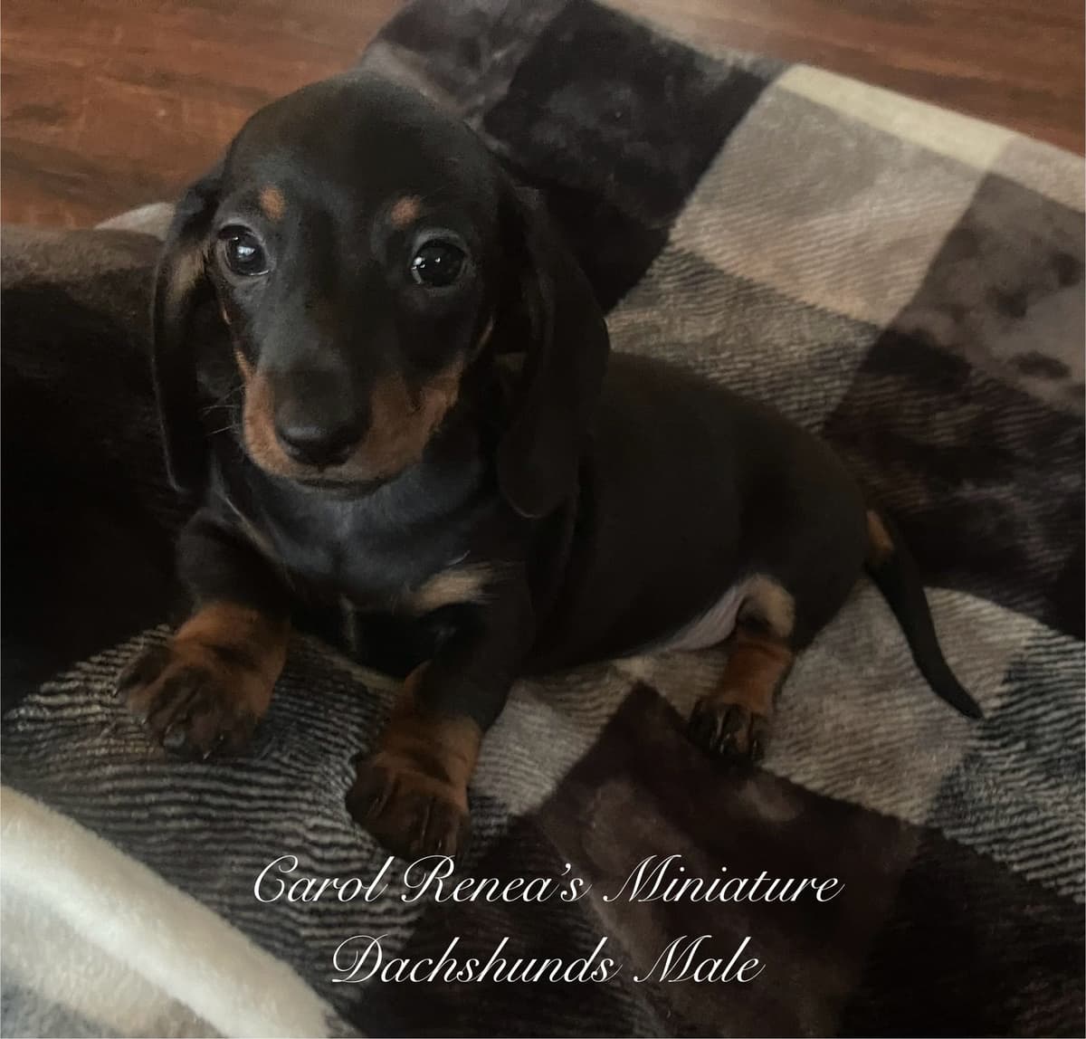 Miniature Dachshund Puppies breeder image 4