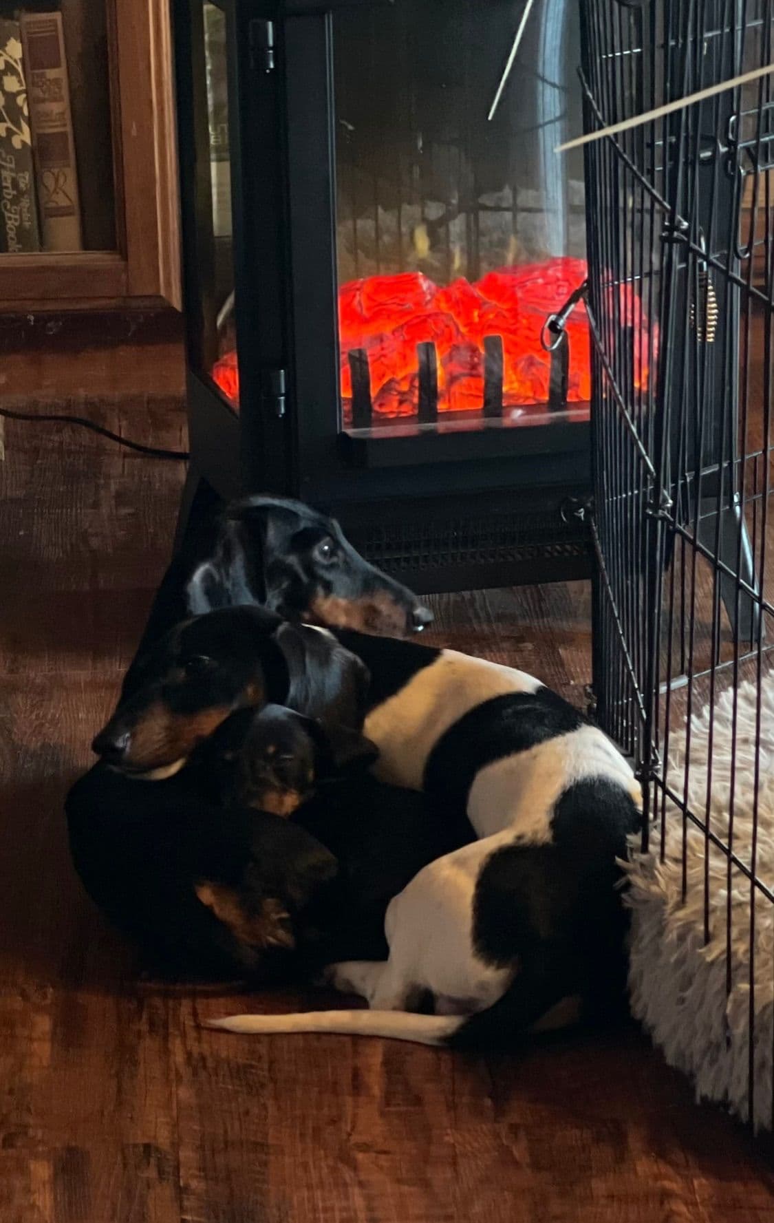 Miniature Dachshund Puppies breeder image 5