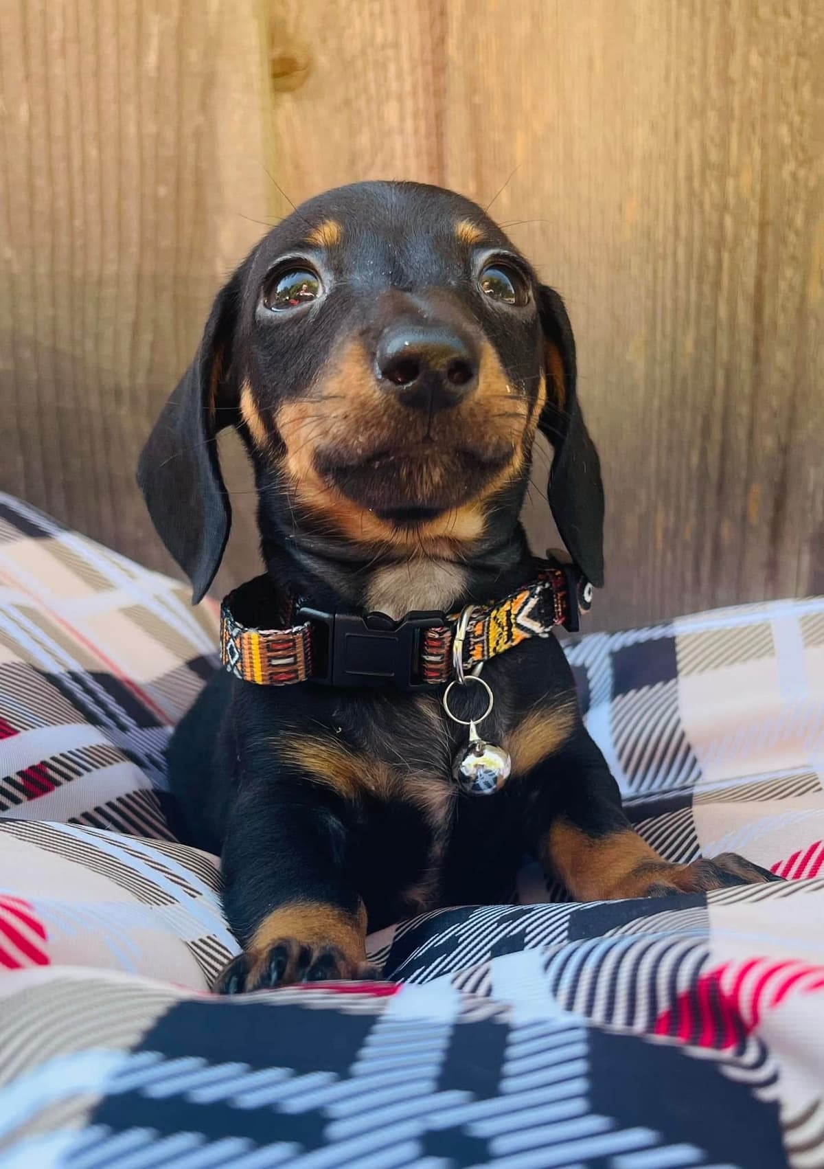 Miniature Dachshund Puppies breeder image 6