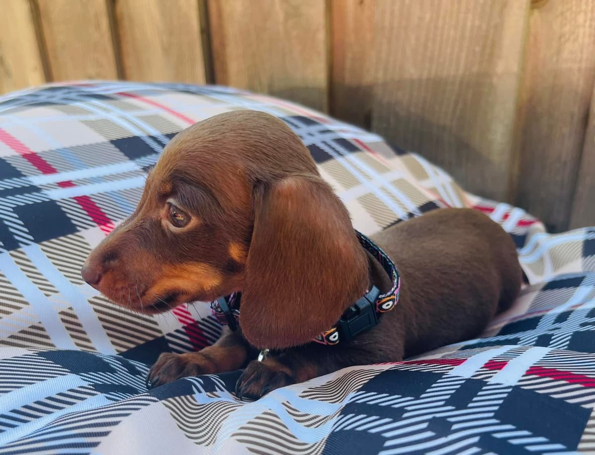Miniature Dachshund Puppies breeder image 7