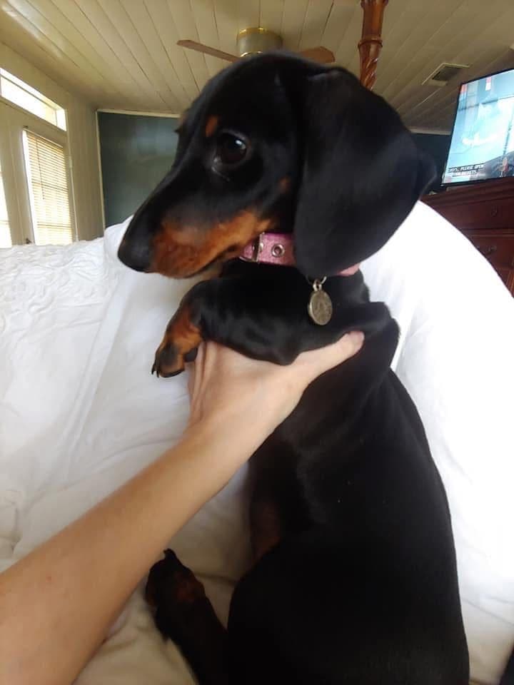 Miniature Dachshund Puppies breeder image 14