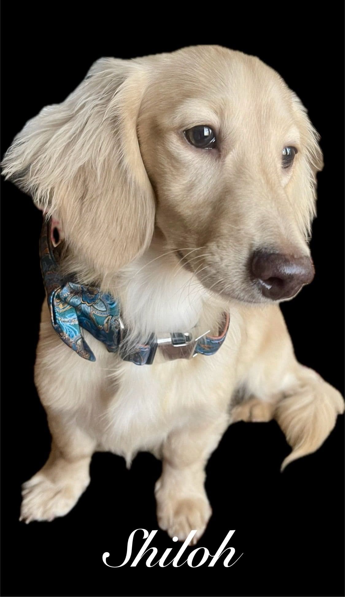 Miniature Dachshund Puppies breeder image 15