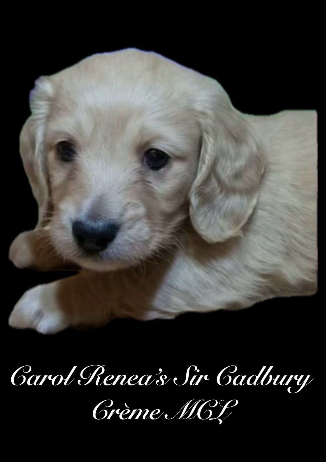 Miniature Dachshund Puppies breeder image 18