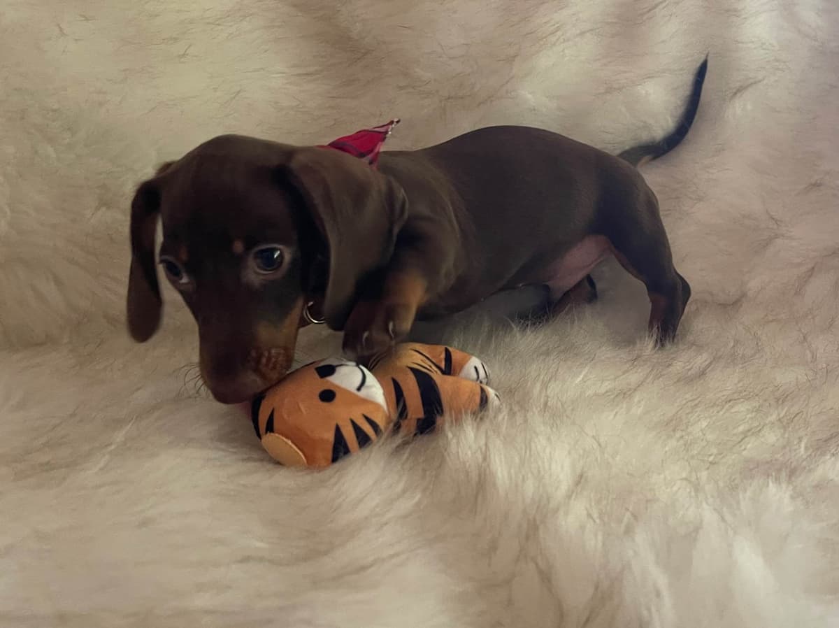 Miniature Dachshund Puppies breeder image 19