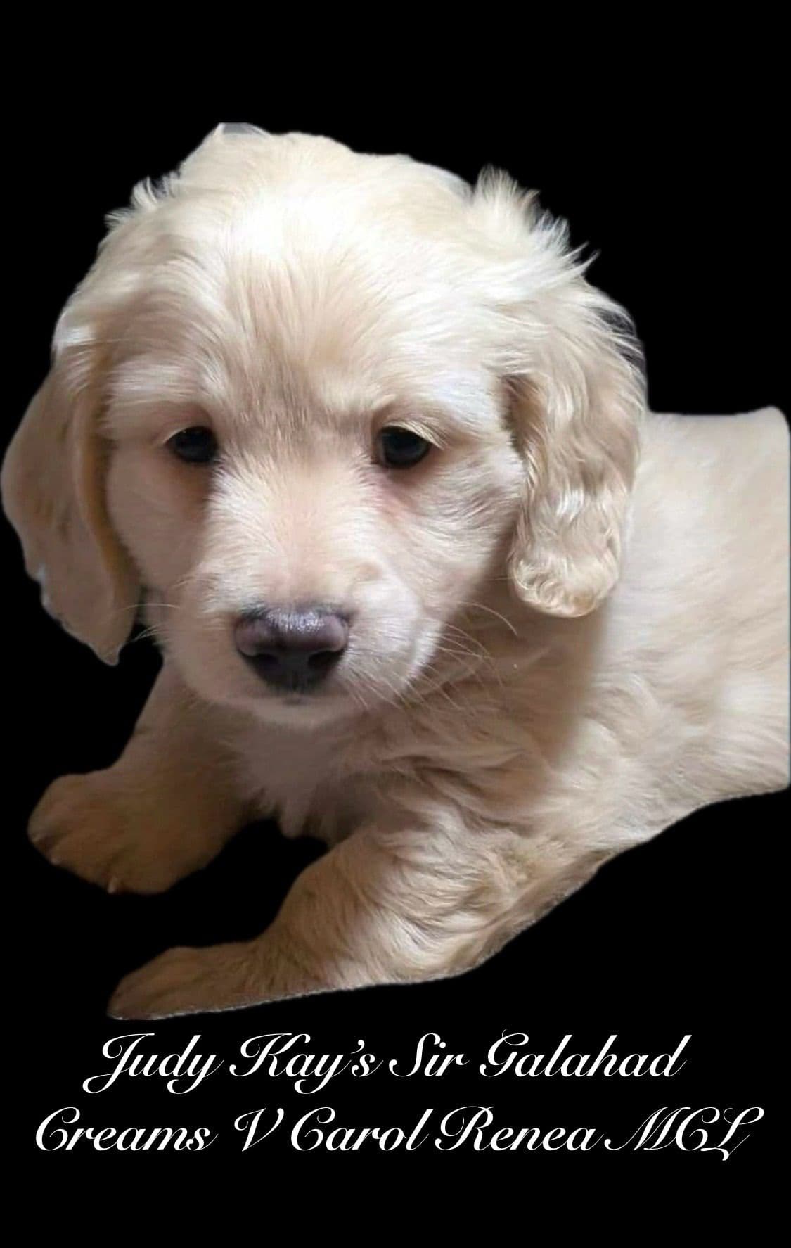 Miniature Dachshund Puppies breeder image 20