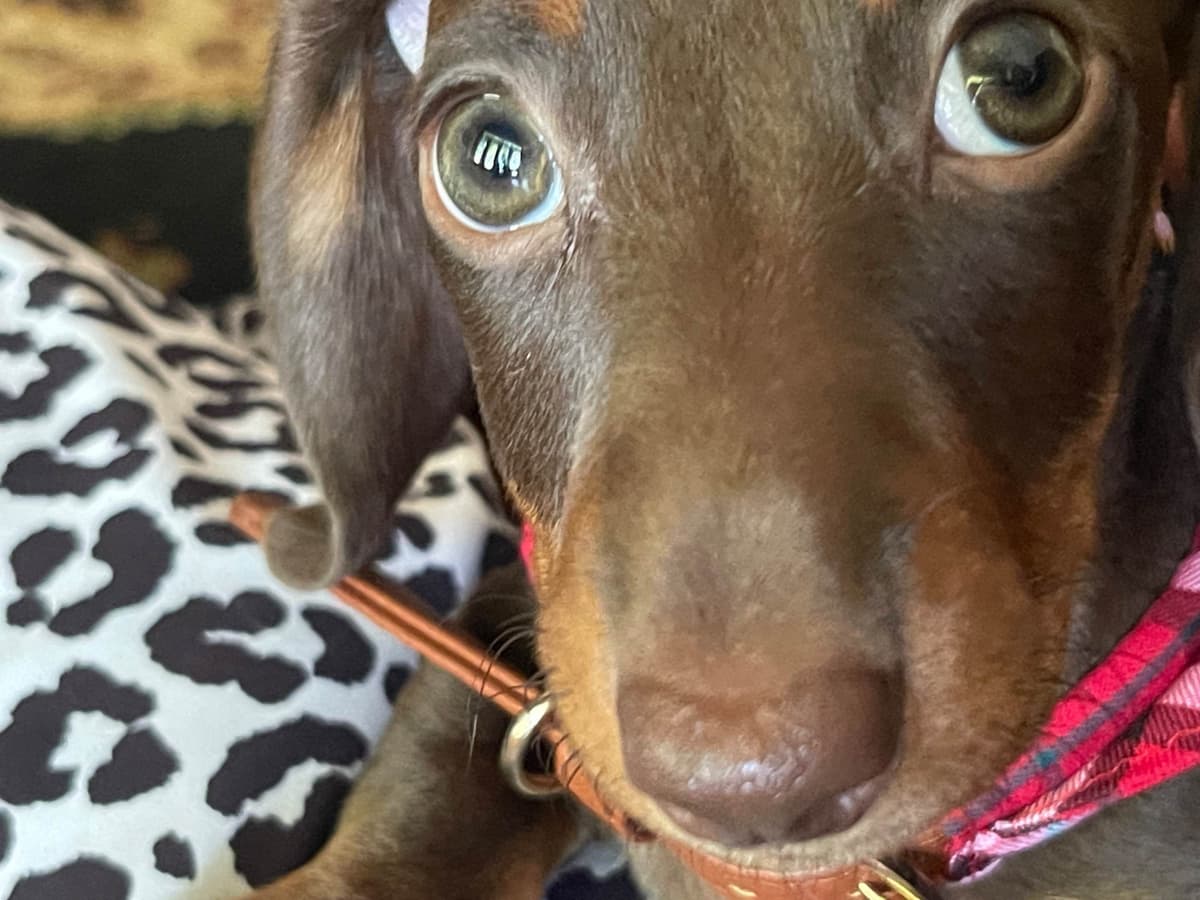 Miniature Dachshund Puppies breeder image 21