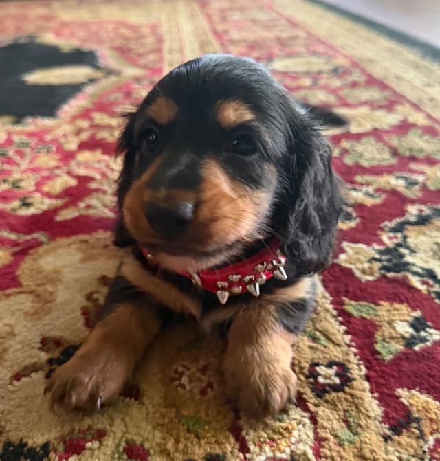 Miniature Dachshund Puppies media 3