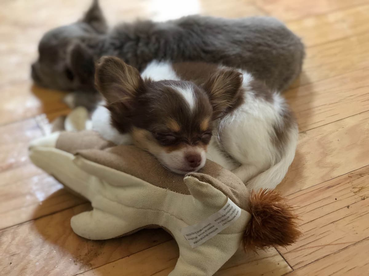 Chihuahua Puppies breeder image 2