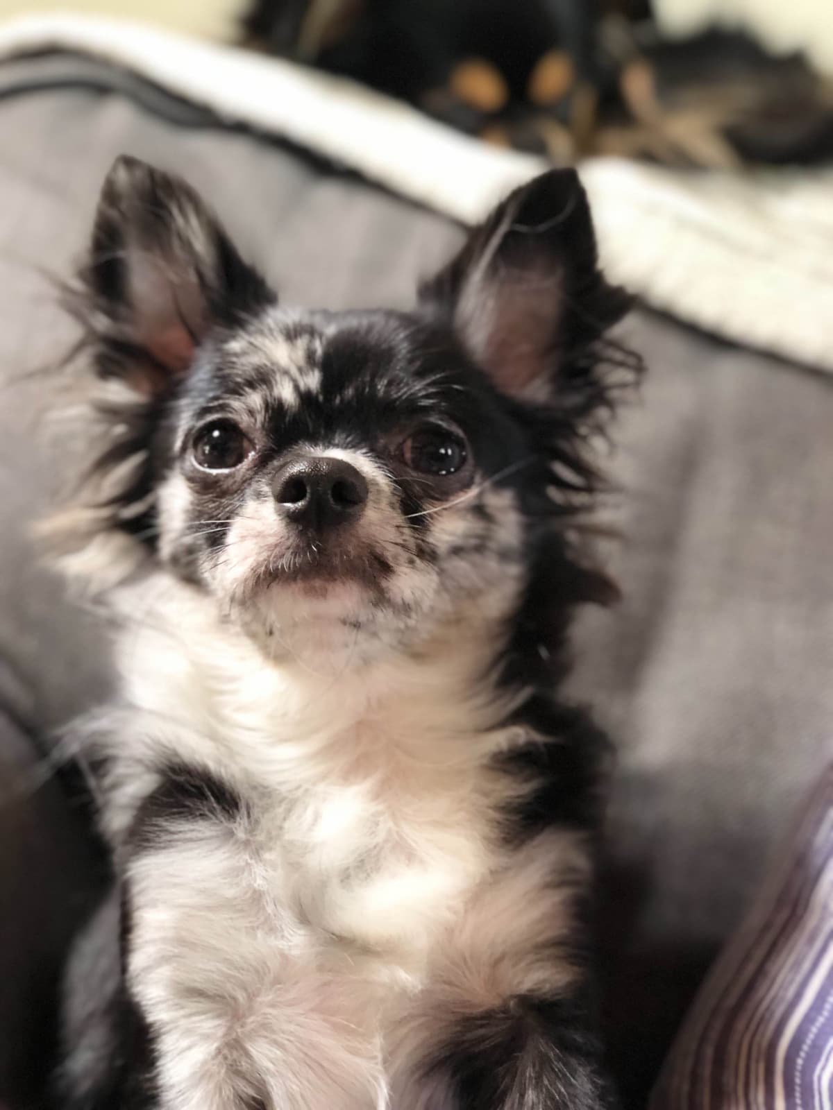 Chihuahua Puppies breeder image 3