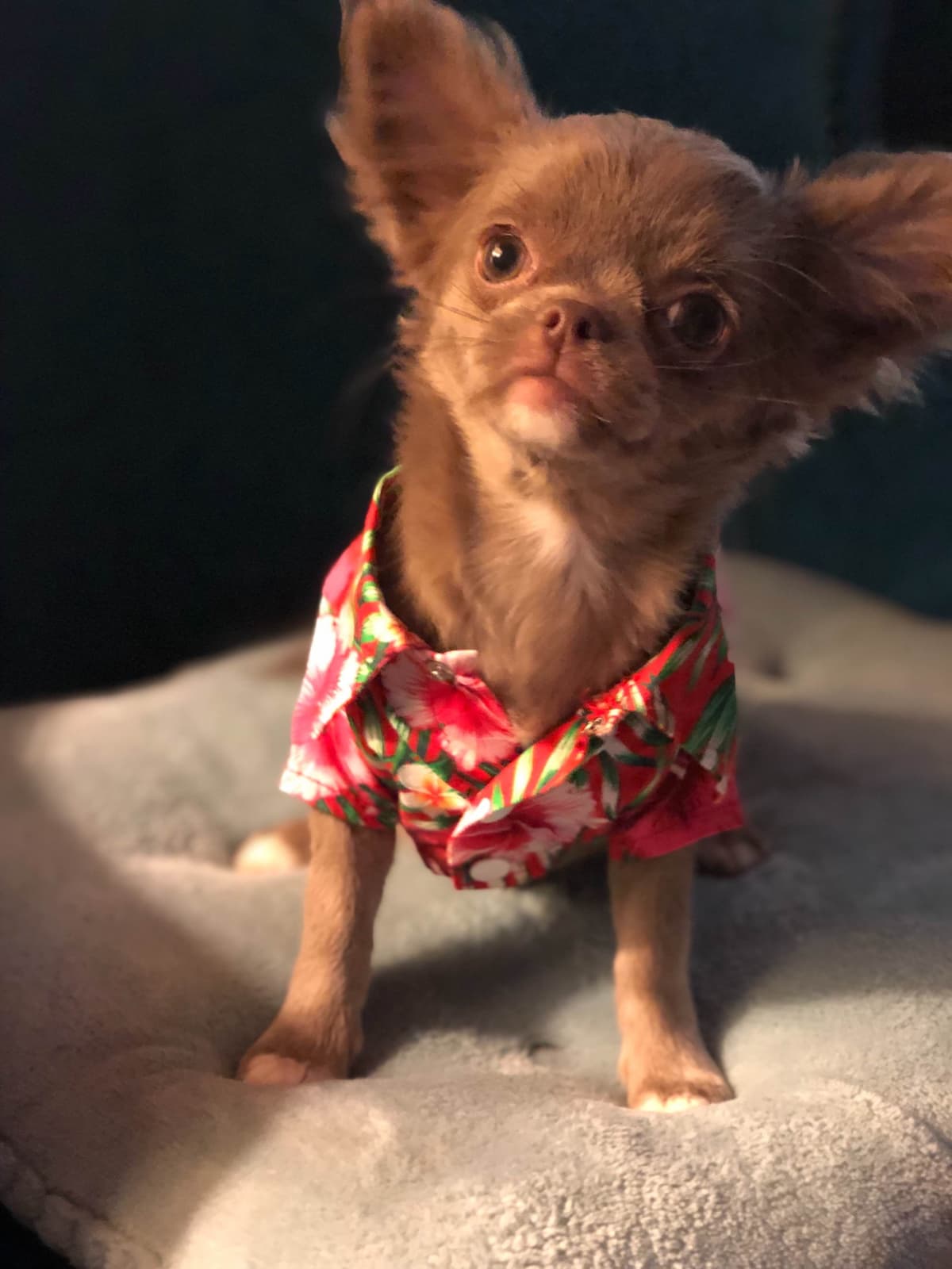 Chihuahua Puppies breeder image 4